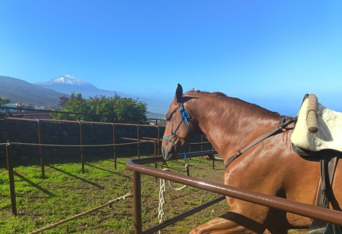 Feria del Ganado en La Matanza en el día grande de San Antonio Abad