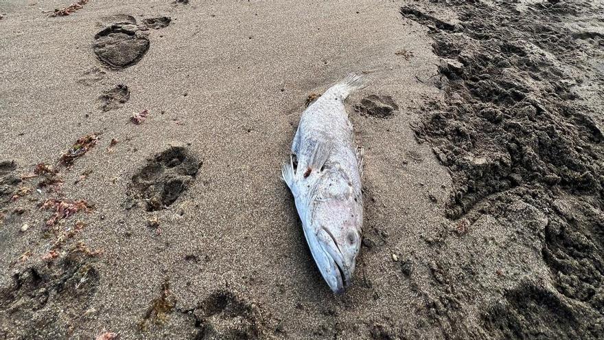 La presencia de peces muertos en la playa La Tejita obedece a un fenómeno natural