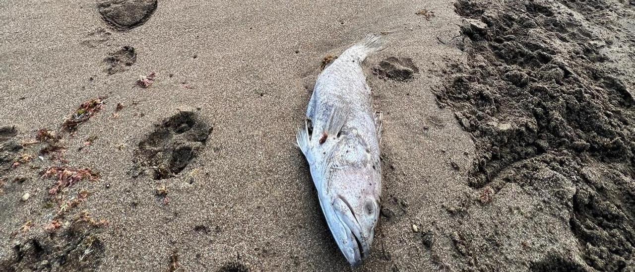 Uno de los ejemplares hallado muerto en la playa La Tejita.