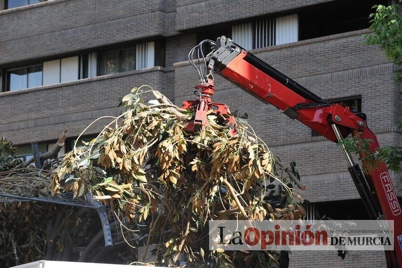 El día después de la caída de la rama del ficus de