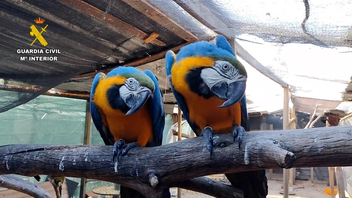 Desmantelada una red de tráfico de especies protegidas, con 5 detenidos y 18 investigados