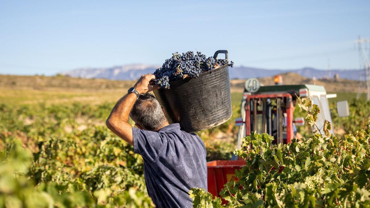 Unos agricultores vendimian en la localidad riojana de Fuenmayor.