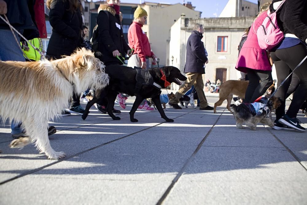 San Silvestre canina en Gijón