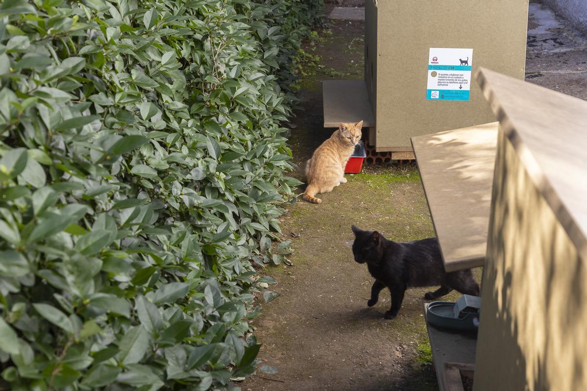 GALERÍA | Salvan a una colonia de gatos que vivían en una casa en ruinas de Mérida