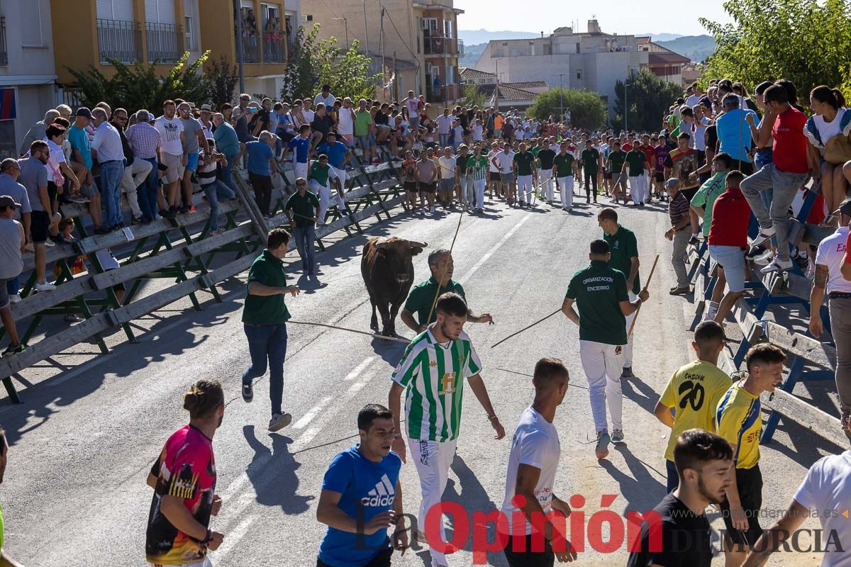 Quinto encierro de la Feria del Arroz de Calasparra