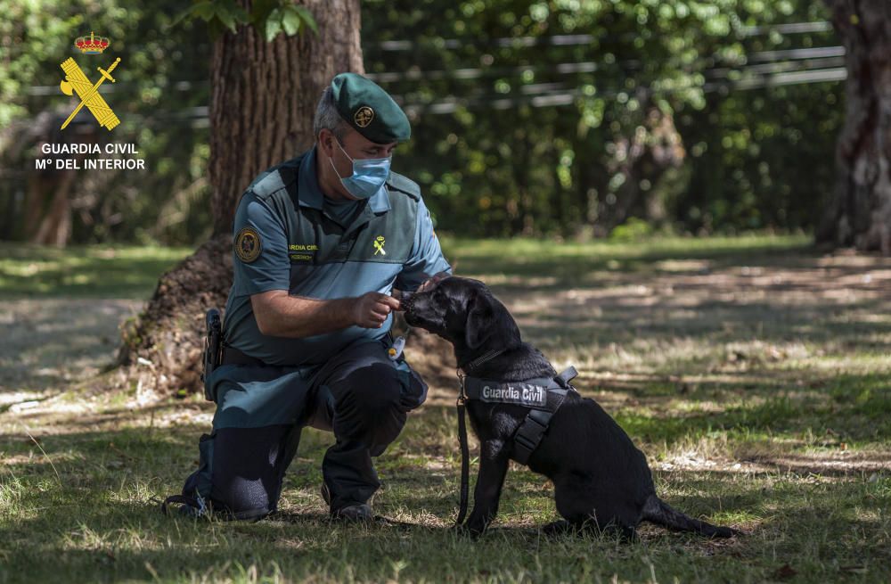 Dos nuevos cachorros policiales para Asturias