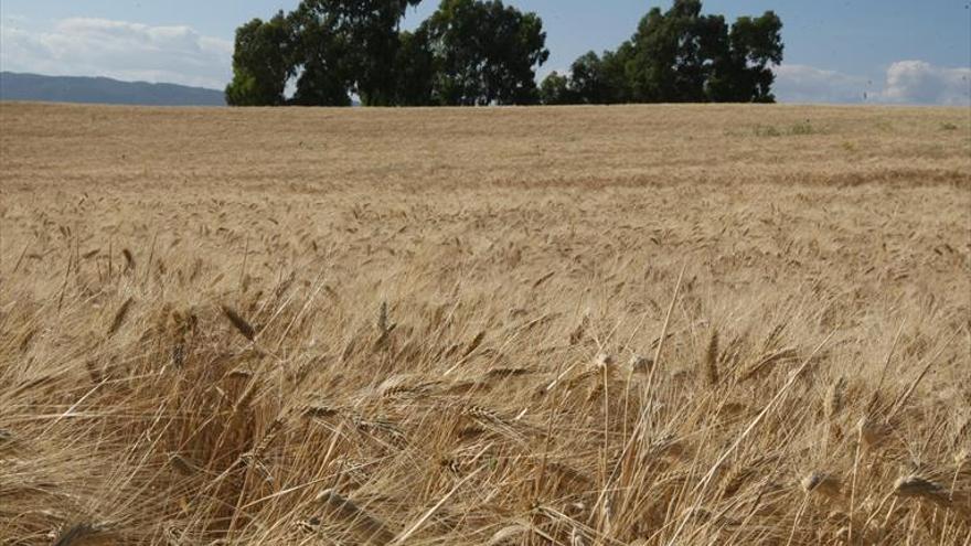 Preocupación de los productores de cereal por la falta de lluvias