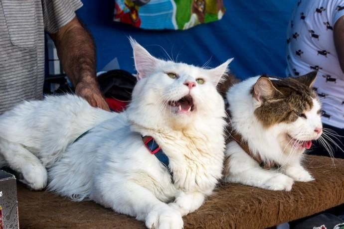 II Feria de Mascotas en Maspalomas