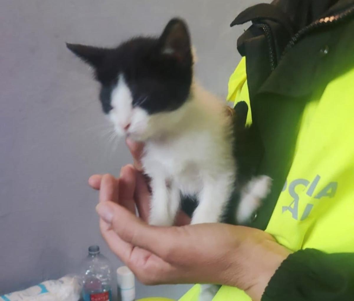 Uno de los gatos de las colonias.