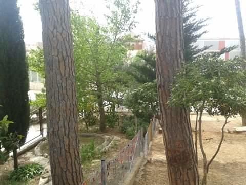Cau un pi de grans dimensions al pati de l'escola Annexa de Girona