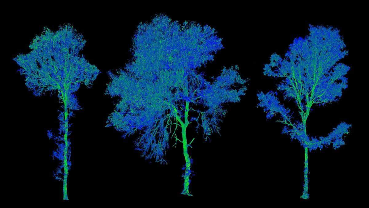 Árboles 'escaneados' en el marco del proyecto Bosque Digital de Collserola.