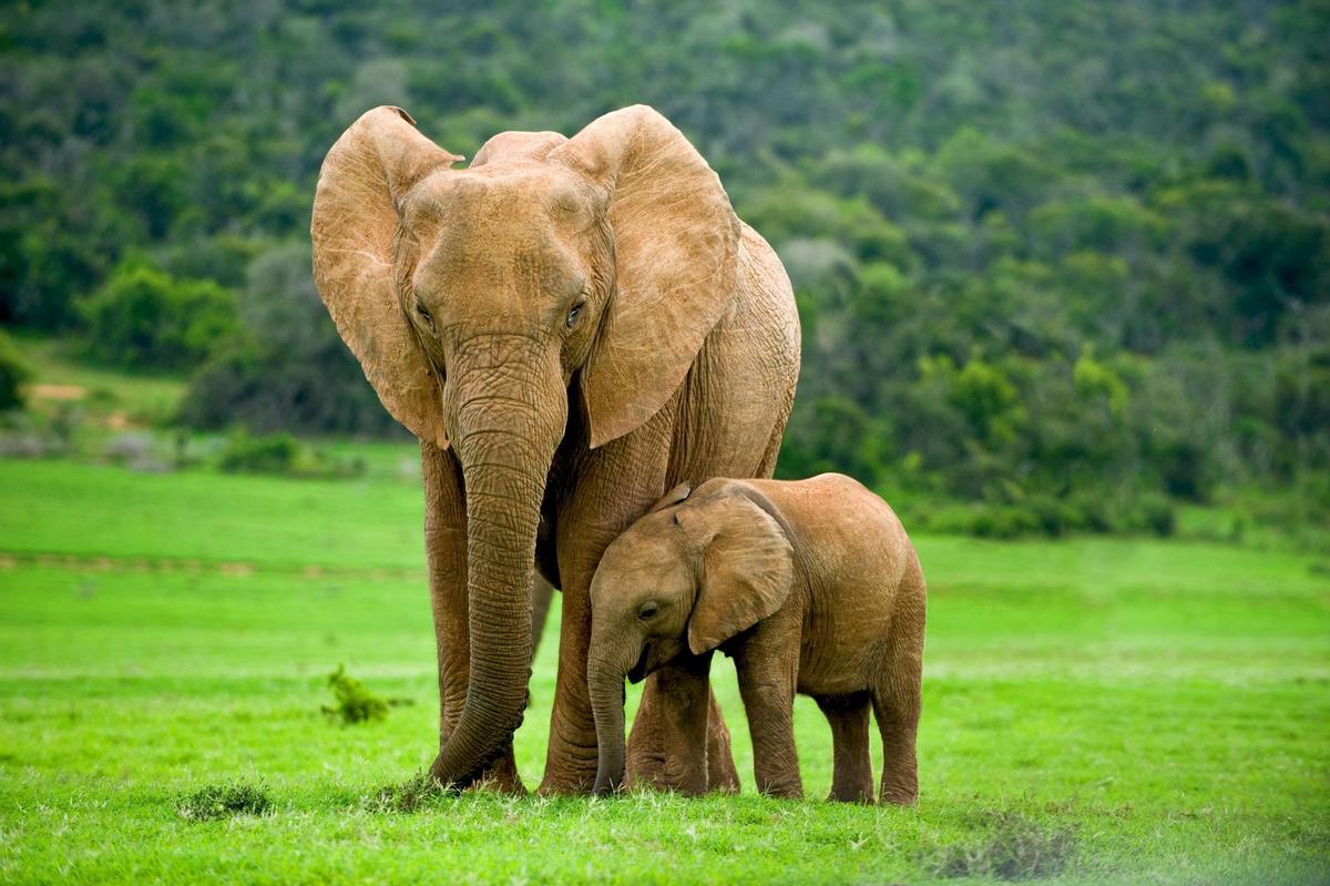 Imagen de un elefante y su cría.