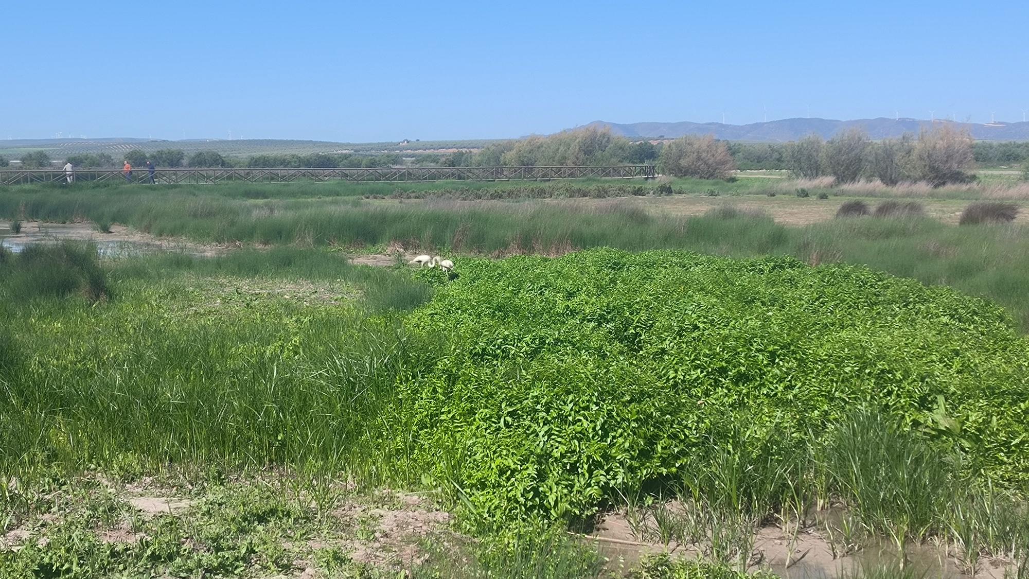 Acto de conmemoración de los 40 años de la Laguna de Fuente de Piedra como Reserva Natural.