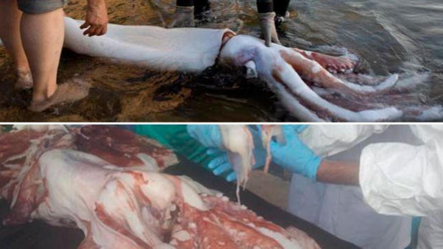 El calamar gigante encontrado en la playa de Merón, murió &quot;en una lucha de titanes&quot;