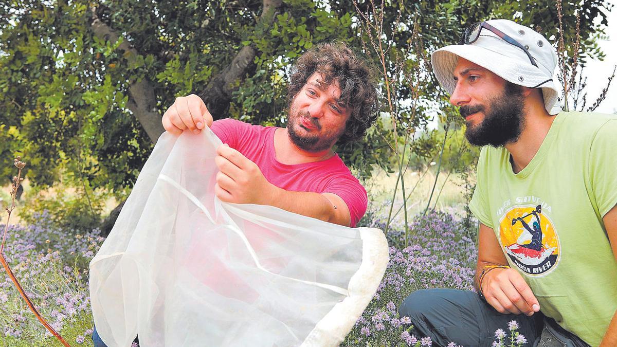 Diese Forscher untersuchen auf Mallorca den Bienenschutz und die Artenvielfalt.