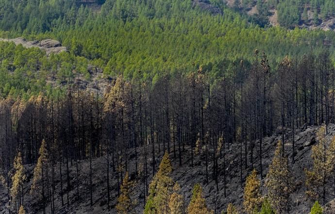 27/09/2017 CUMBRE DE GRAN CANARIA. Consejero del Gobierno de Canarias Morales del incendio. FOTO: J. PÉREZ CURBELO