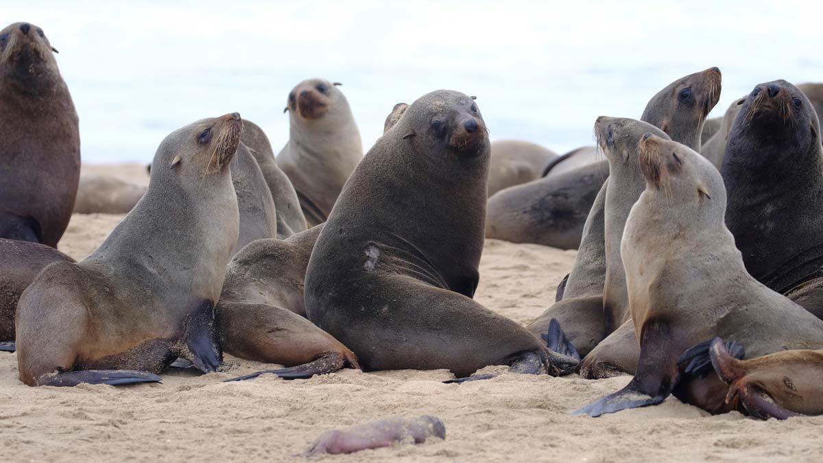 Alarma por la misteriosa muerte de miles de lobos marinos en el sur de África. En la foto, varios ejemplares de lobos marinos se juntan en Pelican Point, Namibia. 