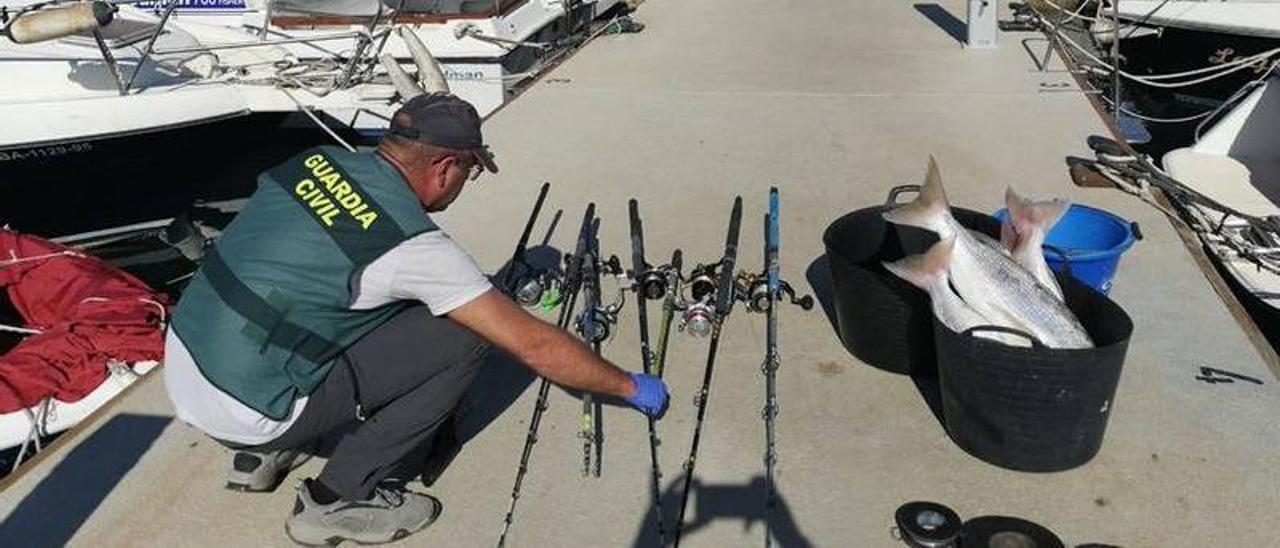 Imagen de los artes de pesca y las capturas intervenidas por el Seprona de la Guardia Civil en el puerto deportivo de Torrevieja