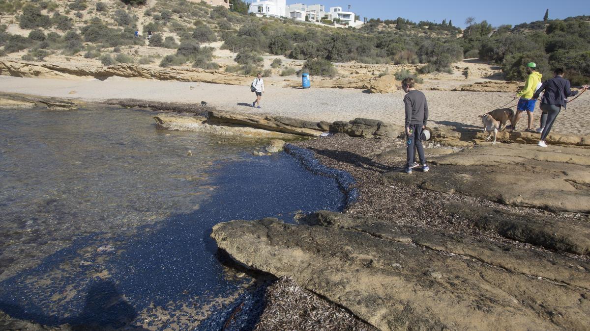 "Lágrimas del mar": así son las medusas velero que han llegado a Alicante