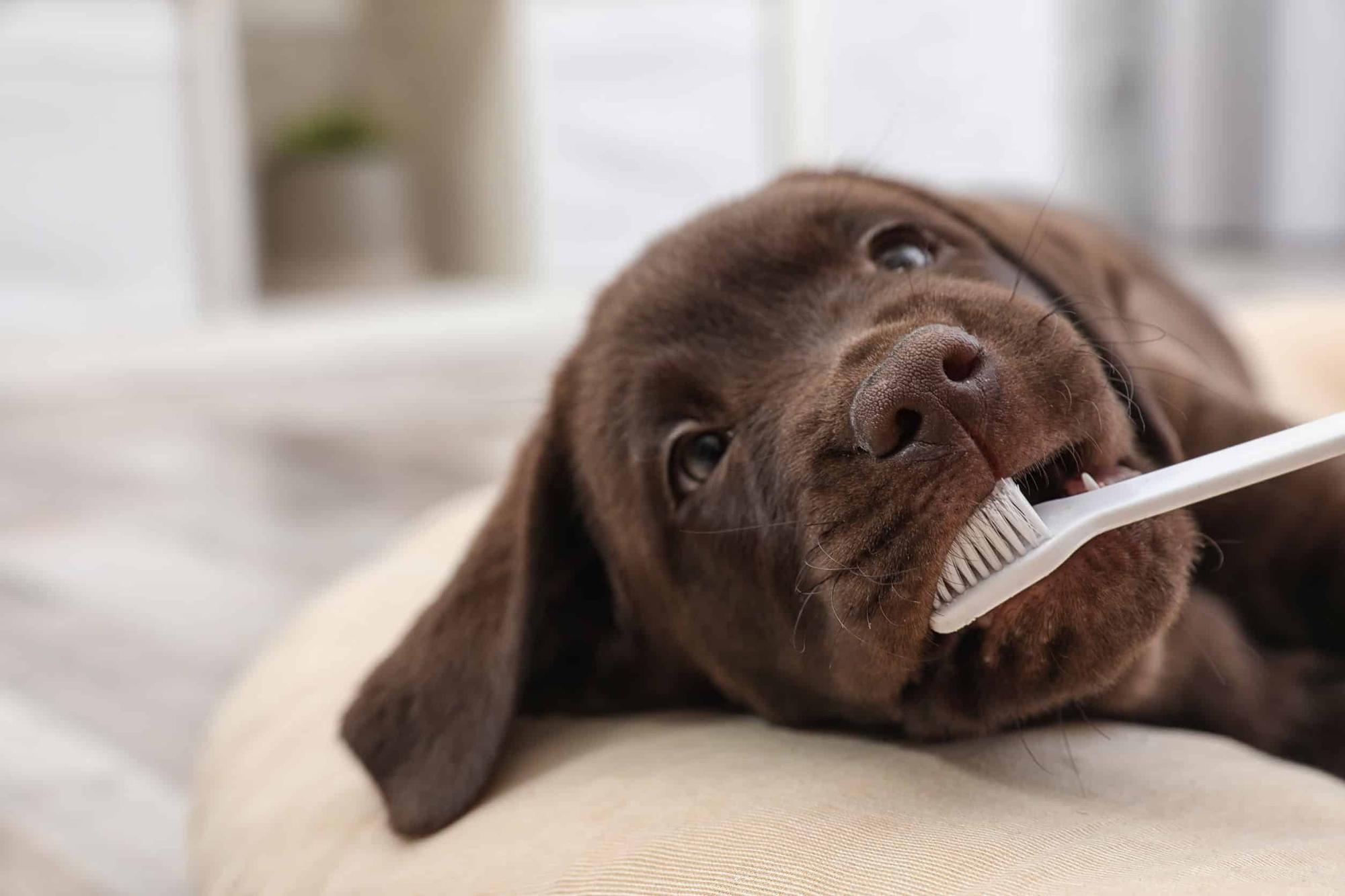 Cepillo dientes perro