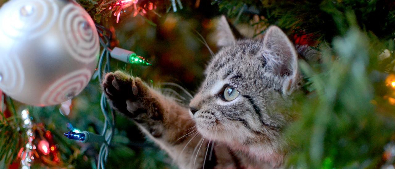 Un gato escala por un árbol de Navidad.