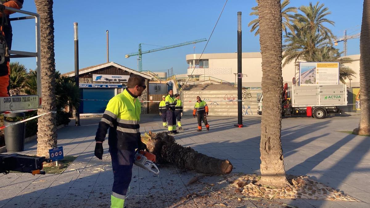 Torrevieja comienza la tala de 20 palmeras con riesgo estructural de caída en el paseo de Juan Aparicio