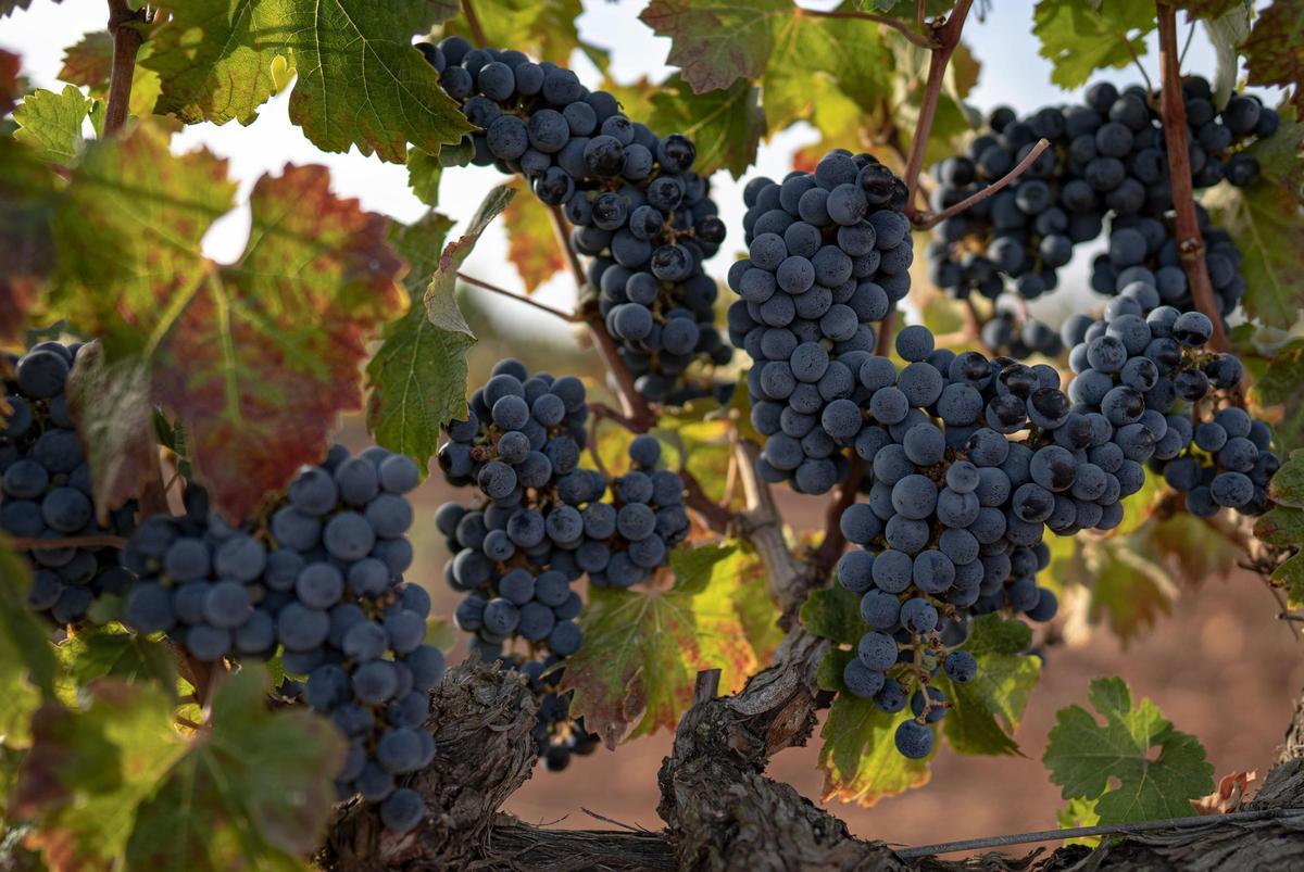 Ein Besuch der Weinberge und Weingüter der DO Pla i Levante bringt uns einem anderen Mallorca näher.