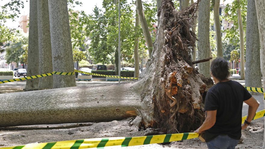 El PSC de Girona reclama una millor protecció gestió del parc de la Devesa