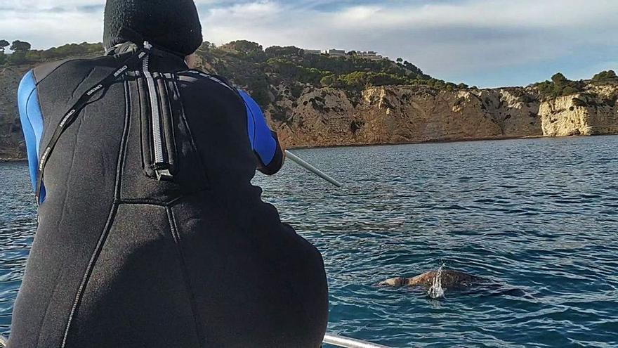 Inyectan con una cerbatana un antibiótico a la foca gris en la costa del Portitxol de Xàbia