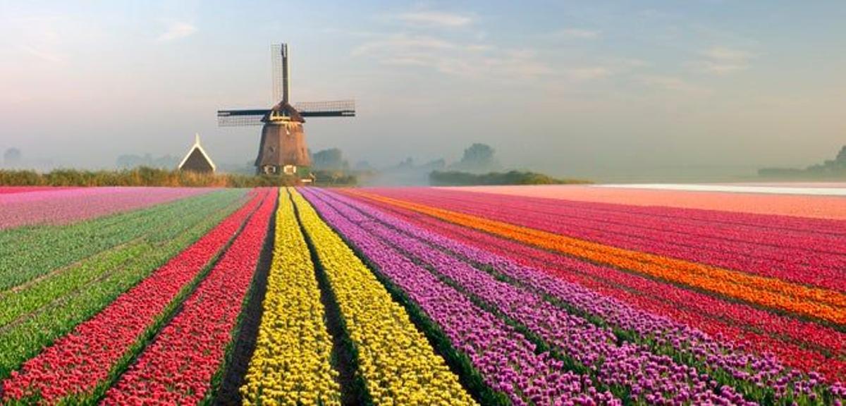 Campos de tulipanes (Holanda)