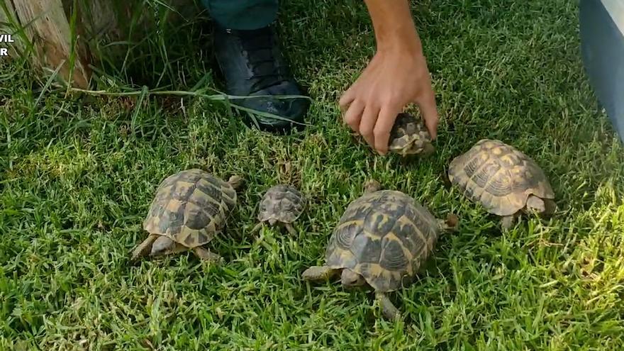 La Guàrdia Civil investiga una persona per tenir deu exemplars de tortuga protegida a Peralada