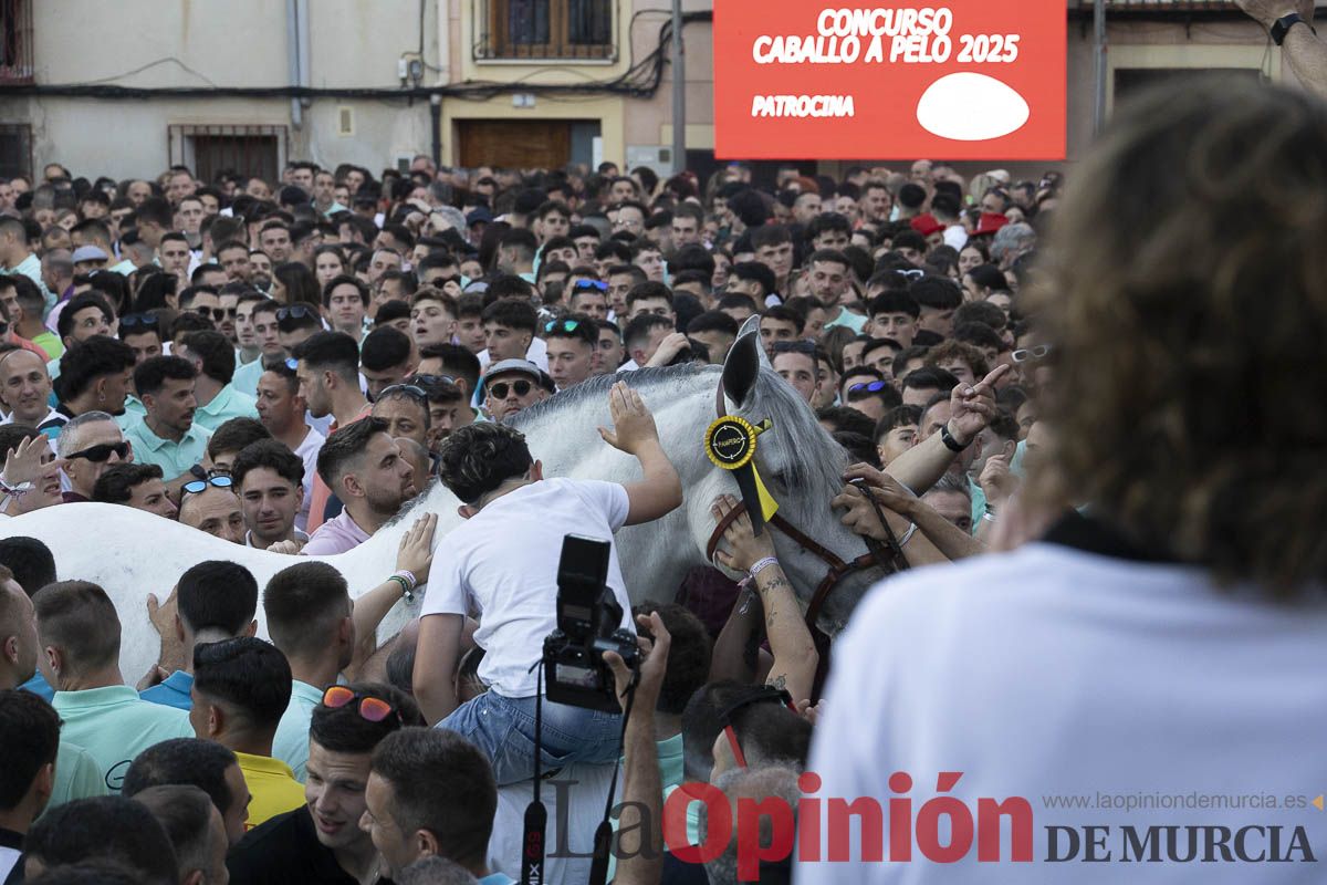 Fiestas de Caravaca | Entrega de premios del concurso morfológico