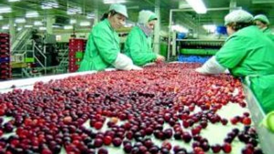 El campo teme que la contaminación de pepinos frene la exportación extremeña