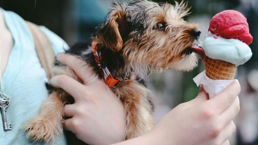 ¿Qué helado casero le va a gustar más a tu mascota?