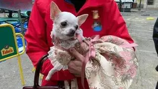 Una falla de Torrent impulsa su primera comisión para mascotas