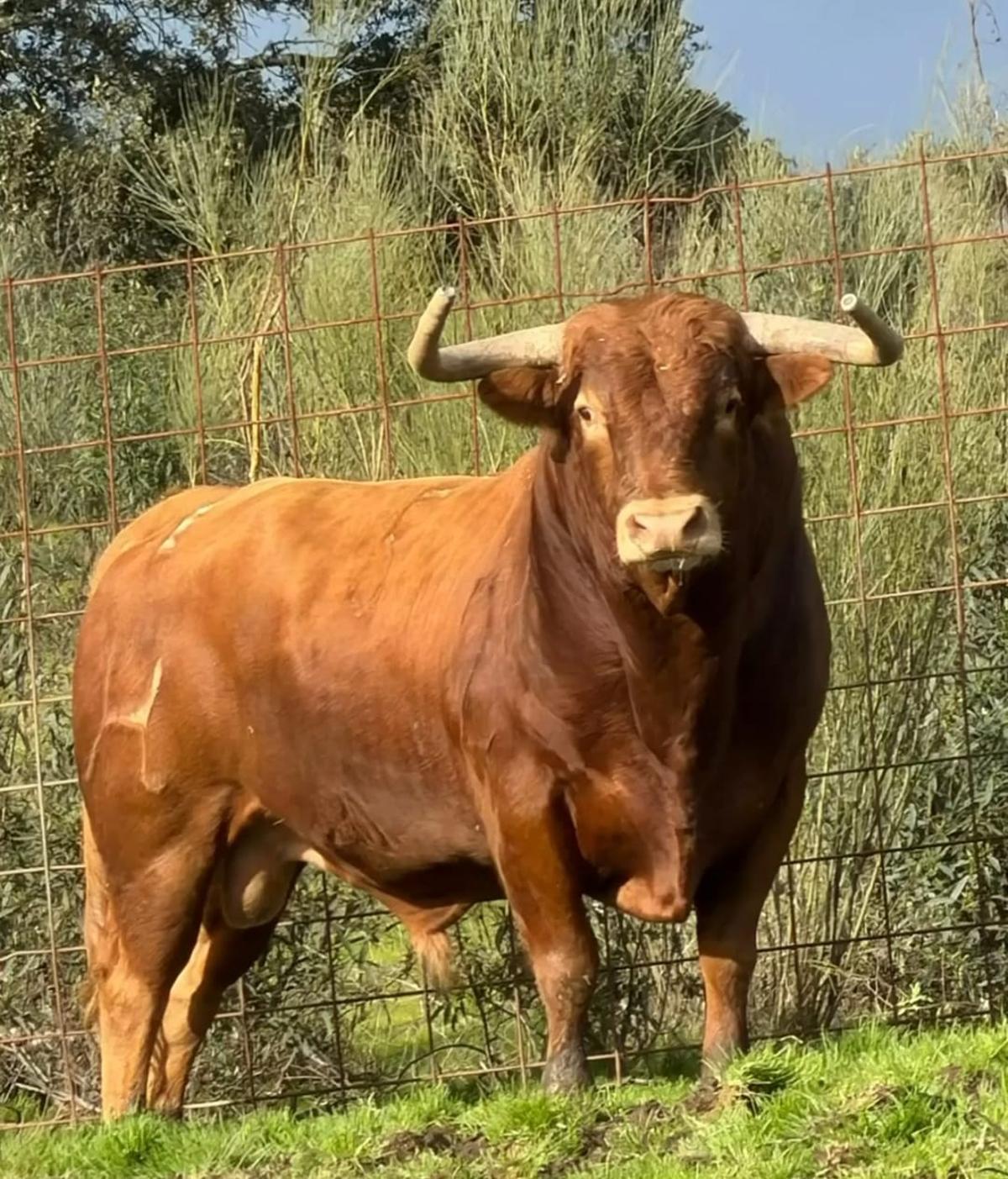 Los seis toros del encierro de Santa Quitèria en Almassora, uno a uno