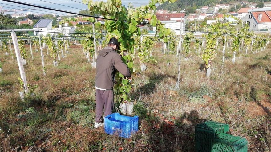 Rías Baixas supera los 40 millones de kilos y ya va a por los 50