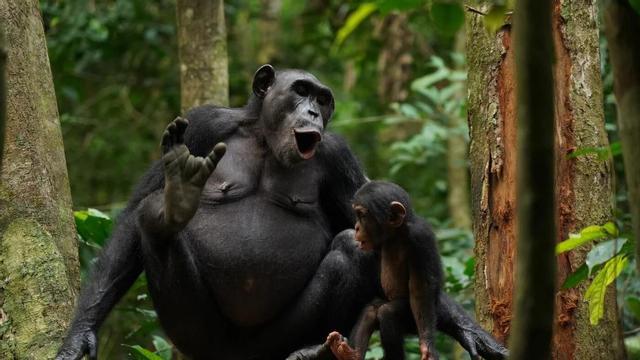 Chimpancés Asanti y Akuna "hablando".