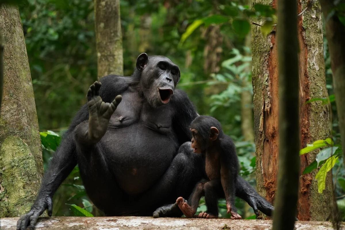 Chimpancés Asanti y Akuna vocalizando.