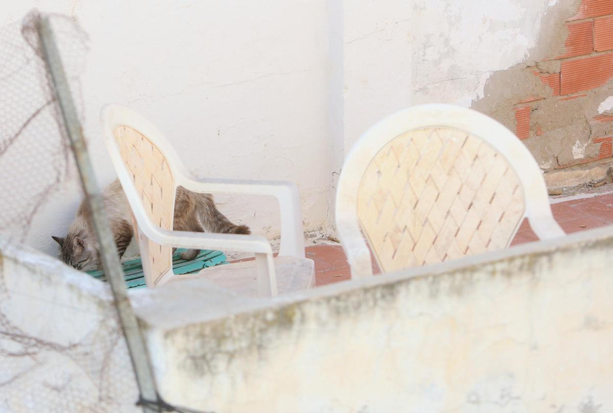 Un gato deambula sobre el patio interno