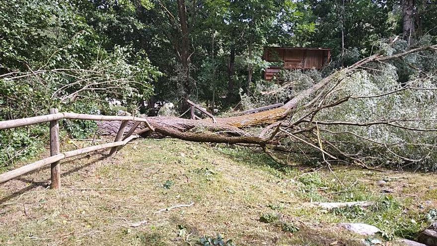 Un dels arbres tombats per l’esclafit a Martinet | ARXIU PARTICULAR