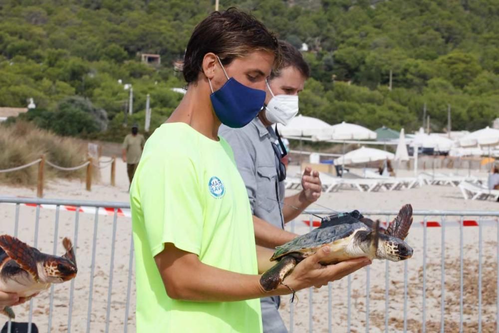 Liberadas en Ibiza 26 tortugas de la primera puesta registrada en Baleares