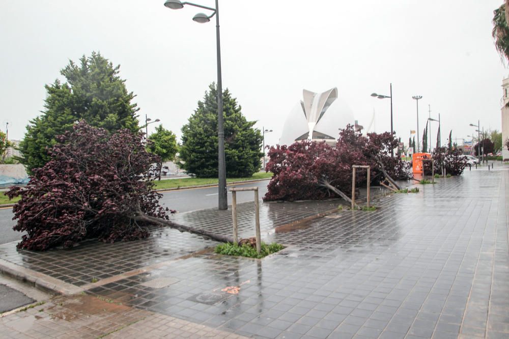 Árboles caídos en Monteolivete junto al Palau de les Arts.