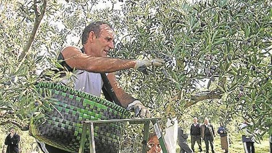 La poda del olivar, alimento animal