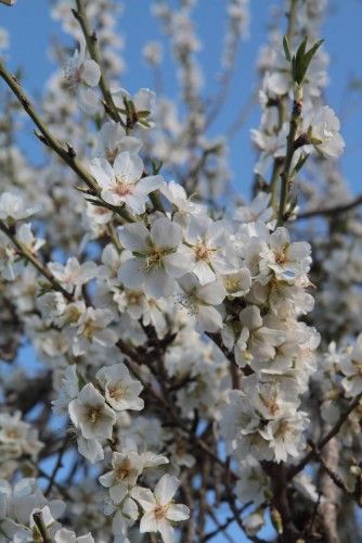 Mandelblüte ist nicht gleich Mandelblüte