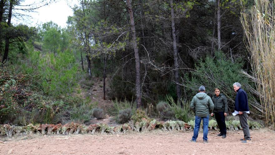 Junts Bages demana al Parlament que s’acceleri la regulació de la recollida del llentiscle