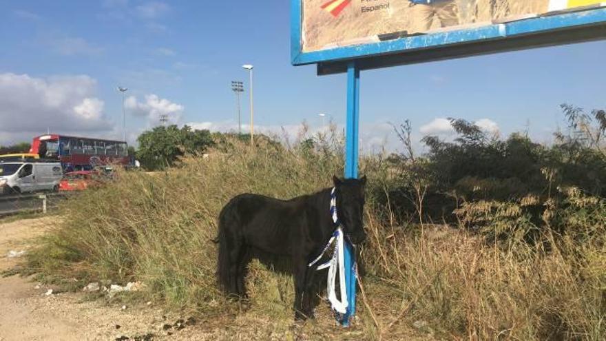 Atrapan a otro caballo que vagaba por la CV-43 en Alzira