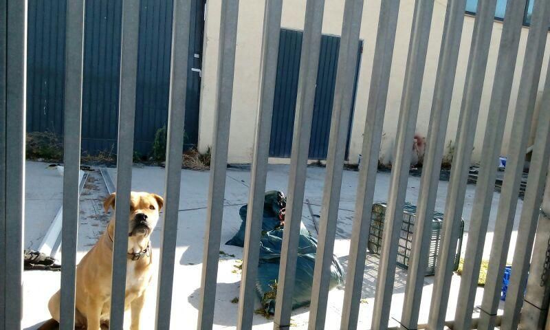 El perro, suelto en la finca días antes de que irrumpiera en la casa.