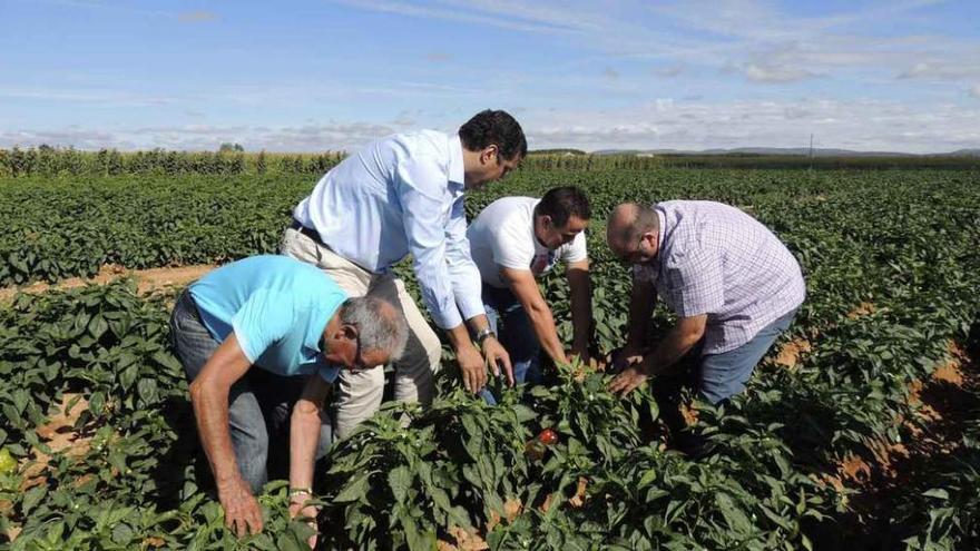 Alberto Castro, centro, con varios cultivadores, ayer, en una plantación de pimientos.