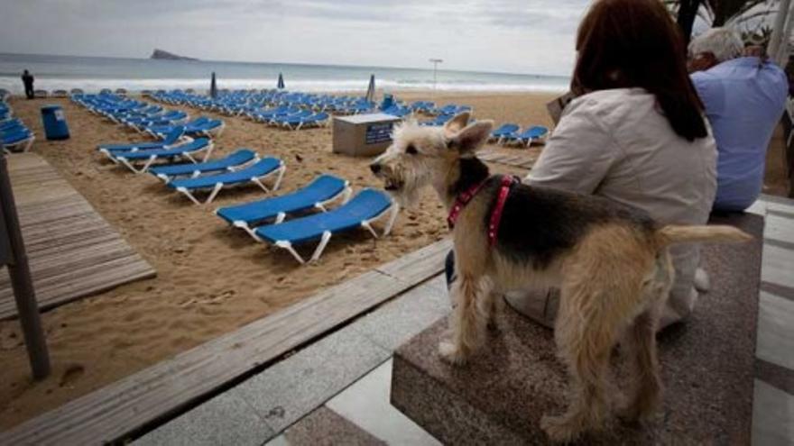 El mejor amigo del hombre se queda sin playa